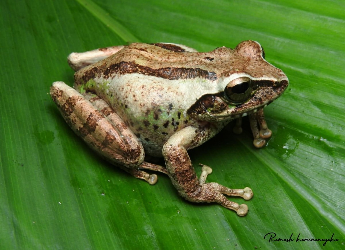 Pseudophilautus steineri Manamendra-Arachchi & Pethiyagoda, 2005